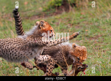 Ghepardo (Acinonyx jubatus), due cuccioli quarreling per la preda, Kenia Masai Mara National Park Foto Stock