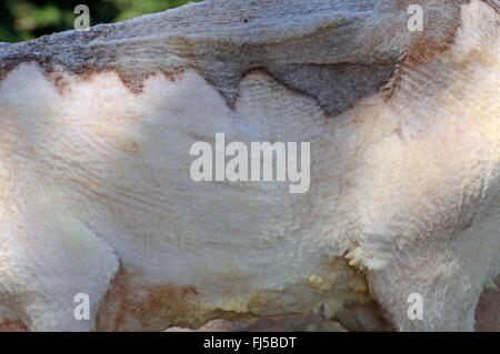 Gli animali domestici delle specie ovina (Ovis ammon f. aries) appena una pecora tosata, dettaglio, GERMANIA Baden-Wuerttemberg Foto Stock