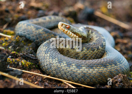 Il sommatore, comune viper, comune europea, Viper Viper comune (Vipera berus), arrotolati in moor, Germania, Bassa Sassonia, Oldenburger Muensterland Foto Stock