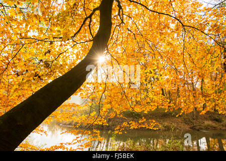 Comune di faggio (Fagus sylvatica), fasci di luce tra le foglie di autunno al Hunte, Germania, Bassa Sassonia, Oldenburger Land, Doetlingen Foto Stock
