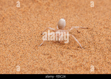 White Lady (Leucorchestris arenicola), Dancing White Lady Spider nella sabbia, Namibia, Dorob National Park, Swakopmund Foto Stock