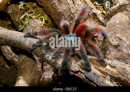 Antilles pinktoe tarantula, Martinica red tree spider, Martinica pinktoe (Avicularia versicolor), si arrampica su un ramo, Martinica Foto Stock