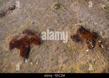 Dinosauro su pietra arenaria, Germania, Bassa Sassonia, Obernkirchener Sandsteinbrueche, Obernkirchen Foto Stock