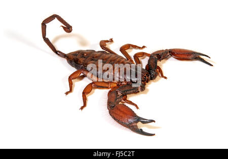 South African rock scorpion, flat rock scorpion (Hadogenes troglodytes), grande South African rock scorpion, Sud Africa Foto Stock