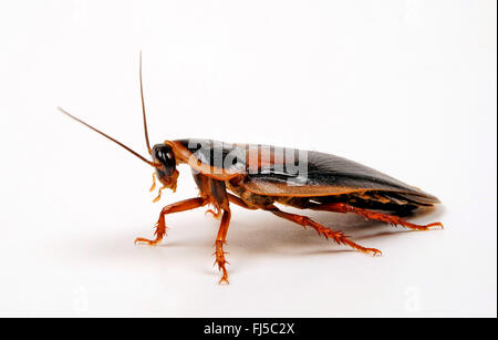 Arancio-spotted scarafaggio, Guyana avvistato scarafaggio, legno Argentino scarafaggio (Blaptica dubia), maschio, cut-out Foto Stock