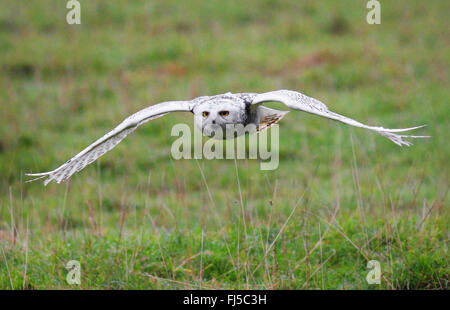 Civetta delle nevi (Strix scandiaca, Nyctea scandiaca, Bubo scandiacus), flying Foto Stock