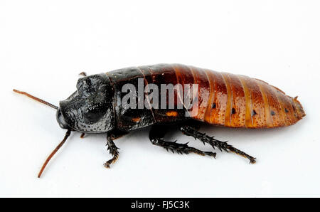 Madagascar scarafaggio sibilante, sibilo scarafaggio (Gromphadorhina portentosa), tagliate, Madagascar Foto Stock