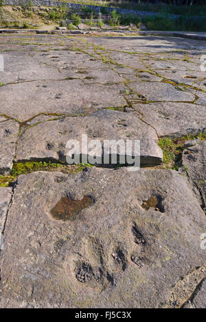Dinosauro su pietra arenaria, Germania, Bassa Sassonia, Obernkirchener Sandsteinbrueche, Obernkirchen Foto Stock