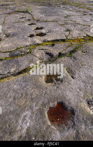 Dinosauro su pietra arenaria, Germania, Bassa Sassonia, Obernkirchener Sandsteinbrueche, Obernkirchen Foto Stock