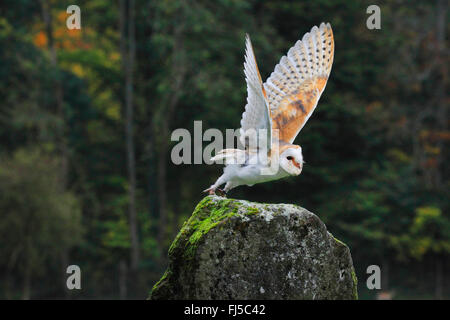 Il barbagianni (Tyto alba), a partire da una roccia, Germania Foto Stock