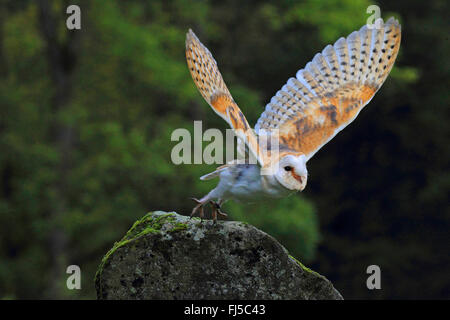 Il barbagianni (Tyto alba), a partire da una roccia, Germania Foto Stock