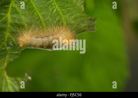 La matrona, grande Tiger (Pericallia matronula), Caterpillar su una foglia, Germania Foto Stock