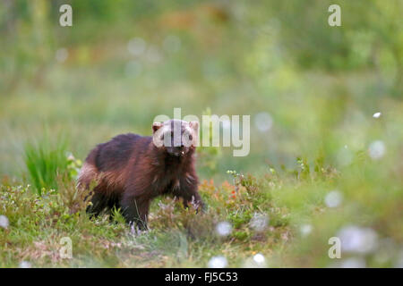 Wolverine (Gulo gulo), in piedi la moor, Finlandia, Vartius Foto Stock