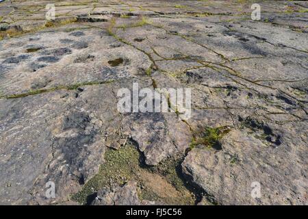 Dinosauro su pietra arenaria, Germania, Bassa Sassonia, Obernkirchener Sandsteinbrueche, Obernkirchen Foto Stock