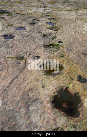 Dinosauro su pietra arenaria, Germania, Bassa Sassonia, Obernkirchener Sandsteinbrueche, Obernkirchen Foto Stock