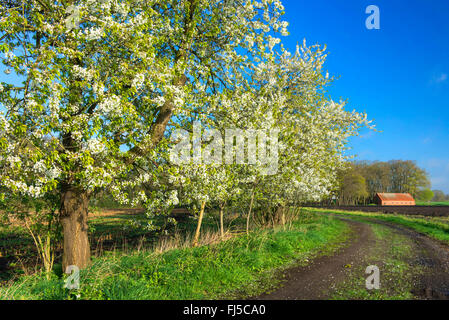 Il ciliegio, ciliegio dolce (Prunus avium), ciliegi fioriti lungo il confine di un campo in primavera, Germania, Bassa Sassonia, Elmelage, Bakum Foto Stock