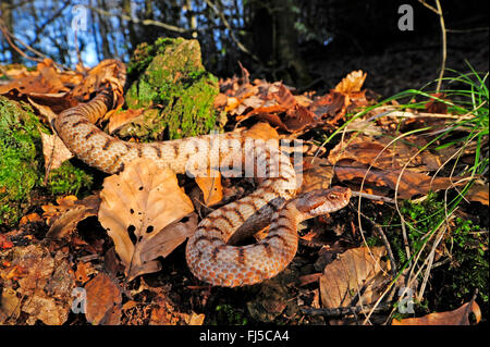 Asp viper, aspic viper (Vipera aspis), femmina, Svizzera Schweizer Jura Foto Stock