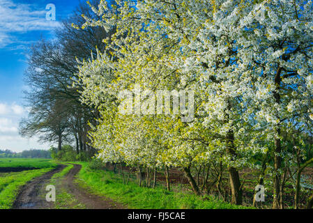 Il ciliegio, ciliegio dolce (Prunus avium), ciliegi fioriti lungo il confine di un campo in primavera, Germania, Bassa Sassonia, Elmelage, Bakum Foto Stock