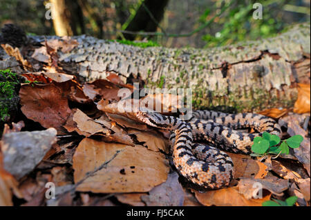 Asp viper, aspic viper (Vipera aspis), maschio, Svizzera Schweizer Jura Foto Stock