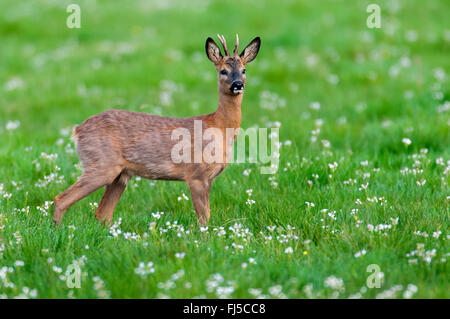 Il capriolo (Capreolus capreolus), il capriolo in primavera, in Germania, in Bassa Sassonia Foto Stock