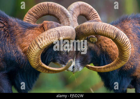 Muflone (Ovis musimon, Ovis gmelini musimon, Ovis orientalis musimon), due maschi di combattimento, Germania, Bassa Sassonia Foto Stock