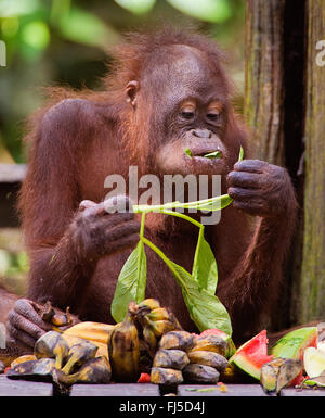 Northeast Bornean orangutan (Pongo pygmaeus morio), capretti orangutan , alimentazione Malesia, Borneo Sabah, Sepilok Orangutan Centro di Riabilitazione Foto Stock