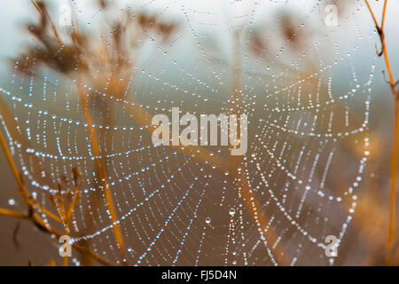 Spider Web nella rugiada del mattino, in Germania, in Baviera, Niederbayern, Bassa Baviera Foto Stock