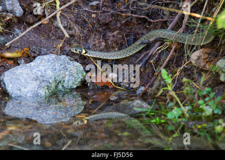 Biscia dal collare (Natrix natrix), la ricerca in preda all'brookside, in Germania, in Baviera, Niederbayern, Bassa Baviera Foto Stock