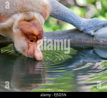 Proboscide di scimmia (Nasalis larvatus), maschio adulto bere, Malesia, Borneo Sabah, Labuk Bay Foto Stock