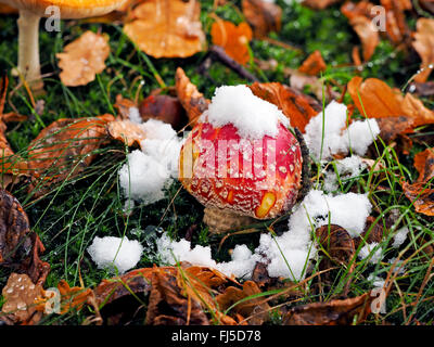 Fly agaric (amanita muscaria), snocciolate fly agaric in inverno, GERMANIA Baden-Wuerttemberg Foto Stock