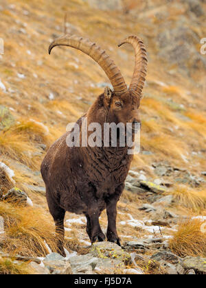 Stambecco delle Alpi (Capra ibex, Capra ibex ibex), ibex maschio in inverno, l'Italia, il Parco Nazionale del Gran Paradiso Foto Stock