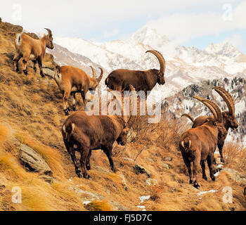 Stambecco delle Alpi (Capra ibex, Capra ibex ibex), gruppo di stambecchi maschio in inverno , l'Italia, il Parco Nazionale del Gran Paradiso Foto Stock