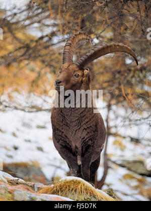 Stambecco delle Alpi (Capra ibex, Capra ibex ibex), ibex maschio in inverno , l'Italia, il Parco Nazionale del Gran Paradiso Foto Stock