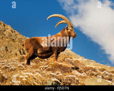 Stambecco delle Alpi (Capra ibex, Capra ibex ibex), ibex maschio in inverno , l'Italia, il Parco Nazionale del Gran Paradiso Foto Stock