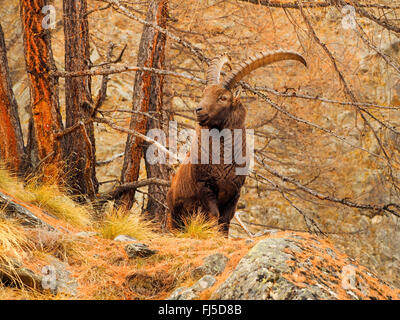 Stambecco delle Alpi (Capra ibex, Capra ibex ibex), ibex maschio in inverno, l'Italia, il Parco Nazionale del Gran Paradiso Foto Stock