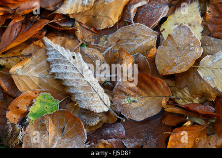 Comune di faggio (Fagus sylvatica), brina sul fogliame, Germania, Hesse Foto Stock