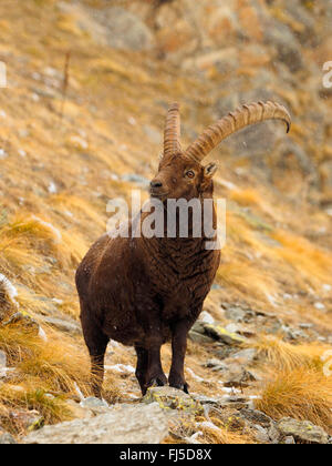 Stambecco delle Alpi (Capra ibex, Capra ibex ibex), ibex maschio in inverno, l'Italia, il Parco Nazionale del Gran Paradiso Foto Stock