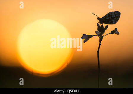 Arancio-punta (Anthocharis cardamines), seduto su un amaro-cress in controluce, Germania, Bassa Sassonia, Oldenburger Muensterland Foto Stock