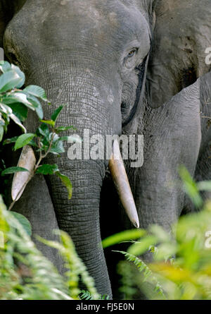 Bornes elefante nano (Elephas maximus borneensis), ritratto, Malesia, Borneo Sabah, Kinabatangan River Foto Stock