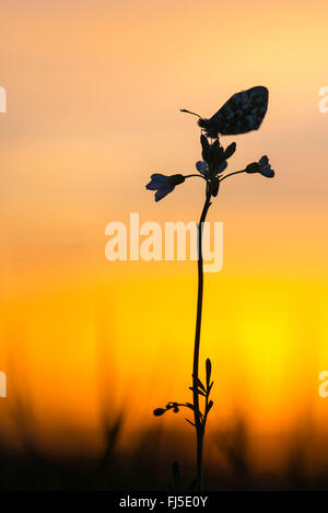 Arancio-punta (Anthocharis cardamines), seduto su un amaro-cress in controluce, Germania, Bassa Sassonia, Oldenburger Muensterland Foto Stock