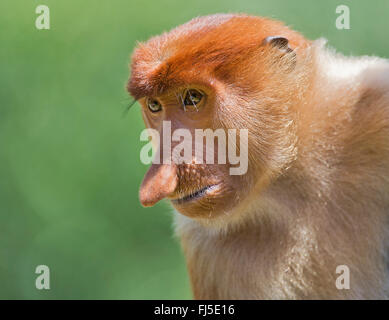 Proboscide di scimmia (Nasalis larvatus), maschio, Malesia, Borneo Sabah Foto Stock