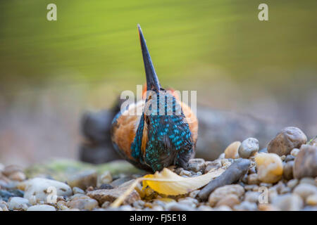 Fiume kingfisher (Alcedo atthis), che giace morto in riva al fiume e nel fiume shingle, in Germania, in Baviera, Niederbayern, Bassa Baviera, Straubing Foto Stock