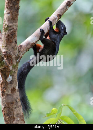 Bornean nero-nastrare scoiattolo (Callosciurus orestes), si arrampica su un ramo, Malesia, Borneo Sabah Foto Stock