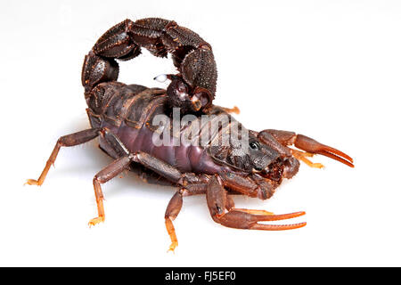 Transvaal thick-tailed scorpion, dark scorpion (Parabuthus transvaalicus), in difesa della postura, cut-out Foto Stock