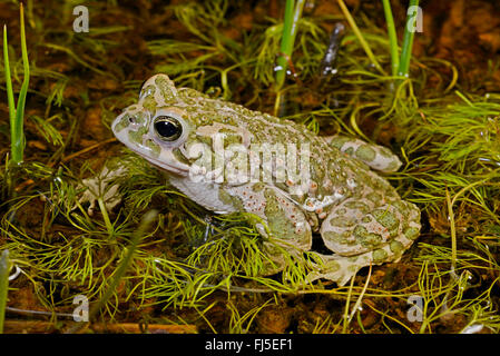 Orientale il rospo verde, variegato orientale toad (Bufo viridis coenobita, Bufo coenobita, Bufotes viridis, Bufotes coenobita ), in acqua shallo, Romania, Dobrudscha, Biosphaerenreservat Donaudelta Foto Stock