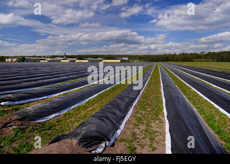 Giardino di asparagi, Sparrow Gras, asparagi selvatici (Asparagus officinalis), la coltivazione di asparagi, Germania, Sassonia-Anhalt Foto Stock