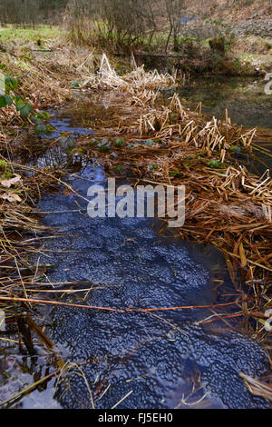 Rana comune, erba (rana temporaria rana), un sacco di uova di Rana sulla riva di uno stagno, in Germania, in Renania settentrionale-Vestfalia, Bergisches Land, Naturschutzgebiet Burgholz Foto Stock