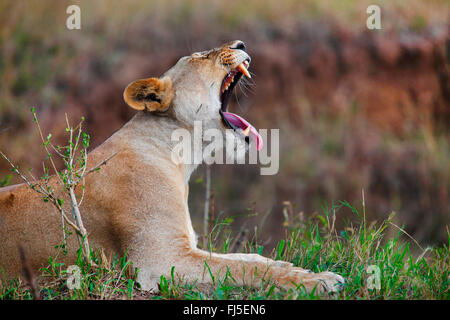 Lion (Panthera leo), sbadigli leonessa, Kenia Masai Mara National Park Foto Stock