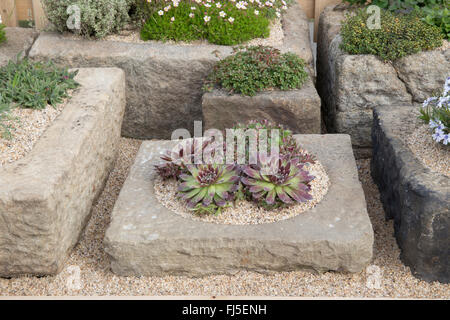 Giardino succulento con la collezione sempervivum sempervivums coltivata in ghiaia in container alpini in pietra panca alpina primavera estate Regno Unito Foto Stock