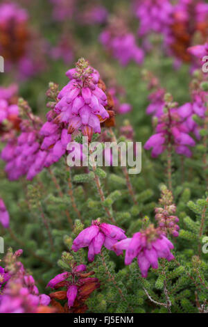 Il Dorset heath (Erica ciliaris), fioritura, Francia Foto Stock